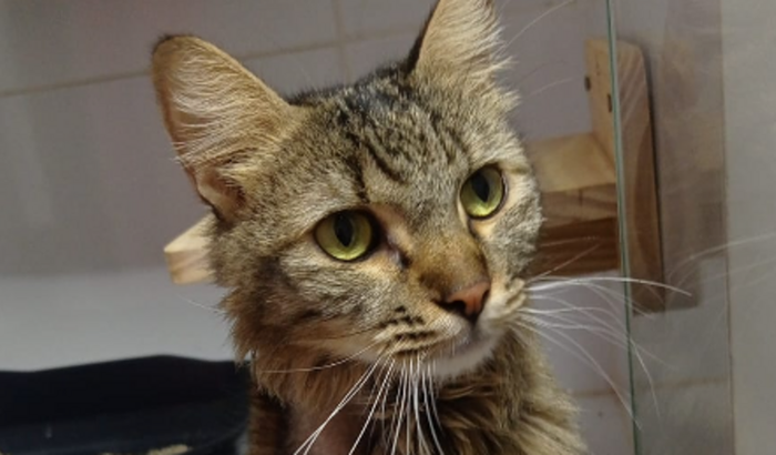 Ajuda para tratamento das gatinhas Bandida e Pretinha