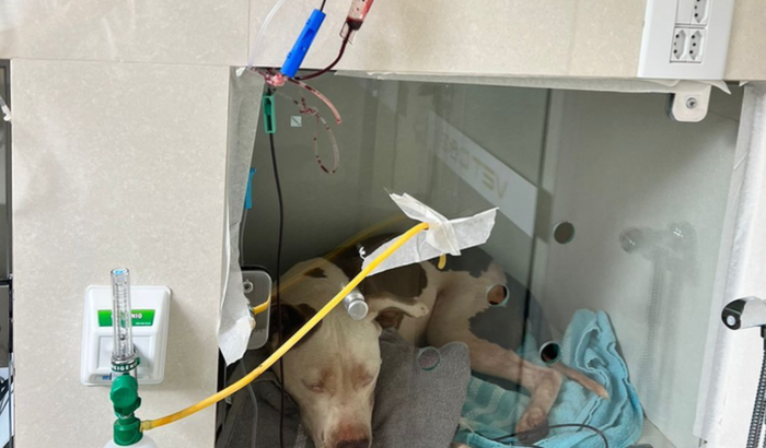 AJUDEM A PAGAR O TRATAMENTO DO JACK 🙏🏼