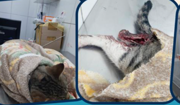 Socorro pela vida do gato Teco