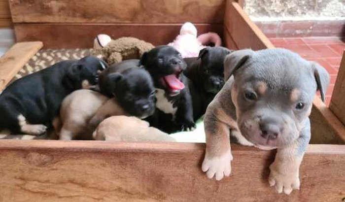 Vida nova para o casal de bullys e seus 7 filhotes 