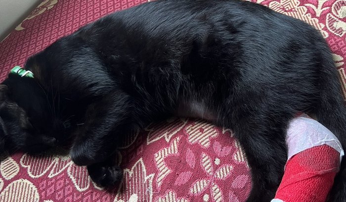 cirurgia pra gatinha Salem