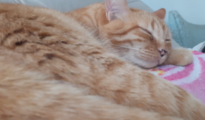 Remédio do pudim(gato)