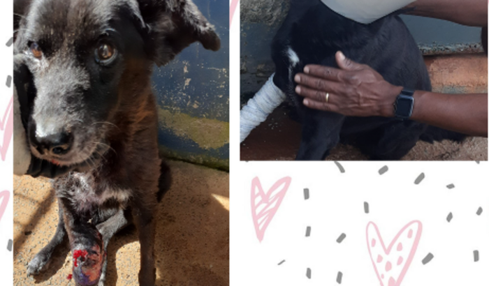 Vamos Ajudar a Pepeta