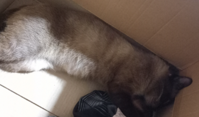 Suporte financeiro para tratamento do meu gatinho