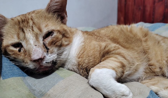 Ajude o Wiski com Veterinário