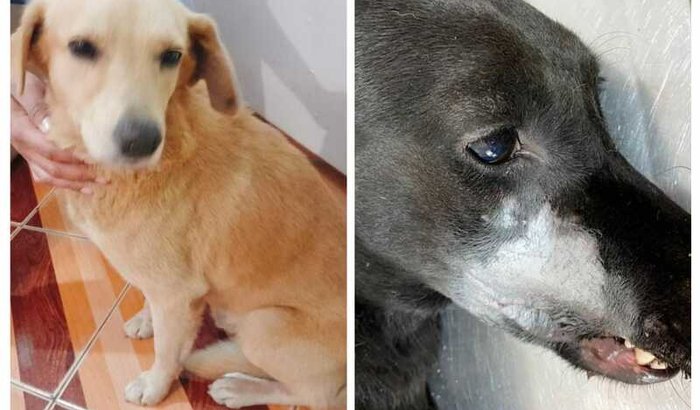 Ajuda para Amora e seu amigo