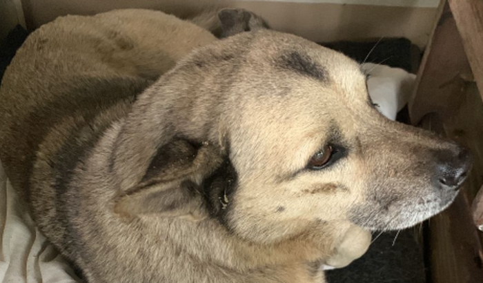 Ajuda para cirurgia do cachorro de rua