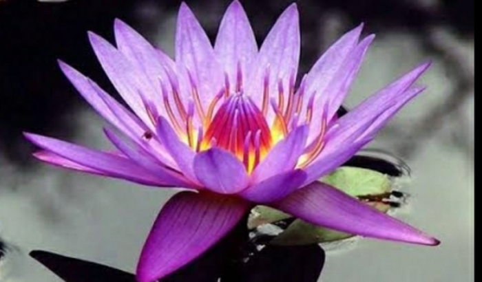 CVRAT 33. CASA VICTORIA REGIA ART - TERAPIA 33