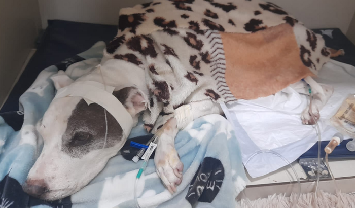 Internamento de Menina