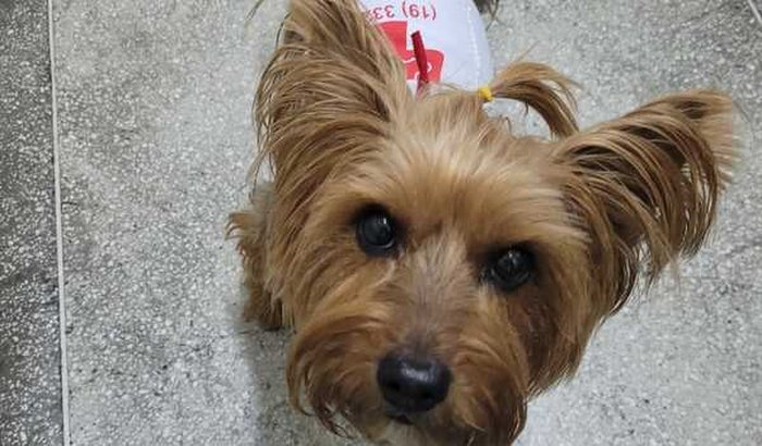 Ajuda para as cirurgias da Nina