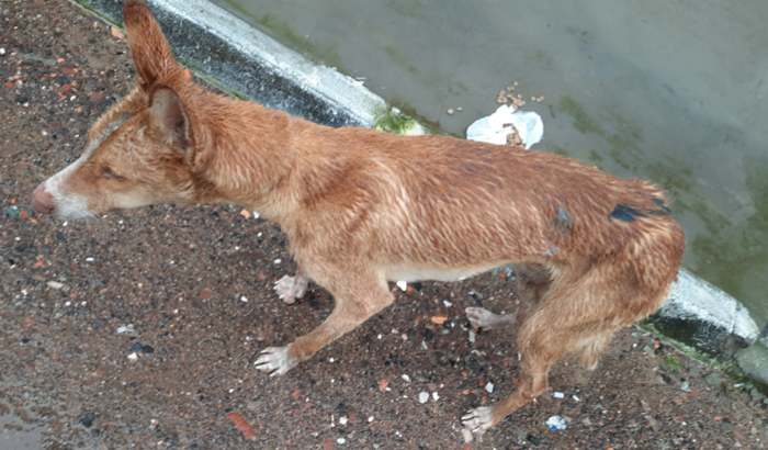 Tratamento de tétano do raposo