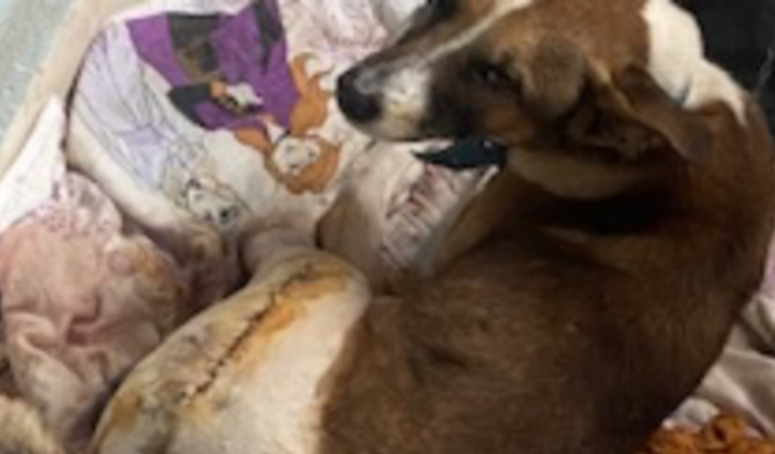 Ajuda nos medicamento do cachorro calidi
