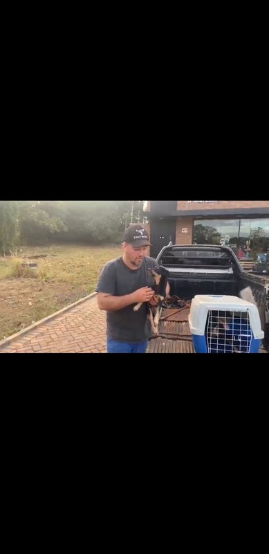 Cachorrinho atropelado