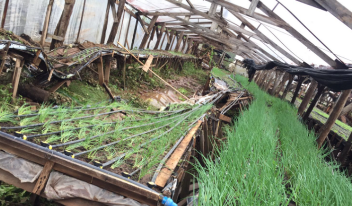 Reconstruir estufas dos Becker