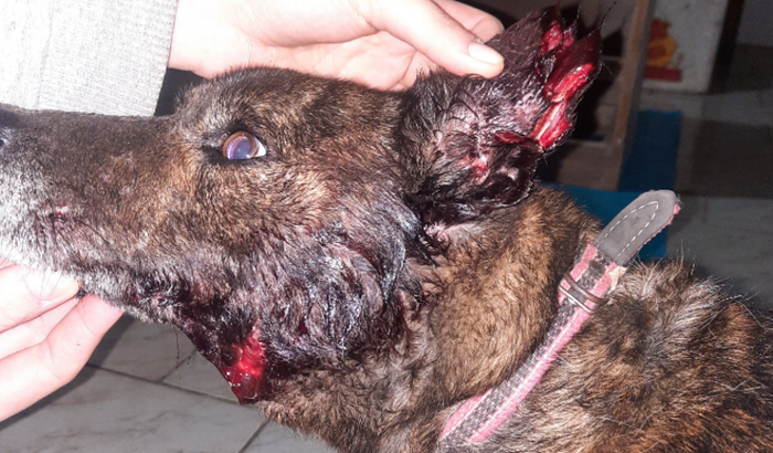Preciso de ajuda para custeio de tratamento em meu cachorro , resgatei o mesmo perdido e com a orelha rasgada.