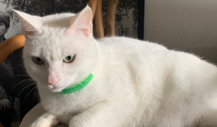 Recuperação da Vivi