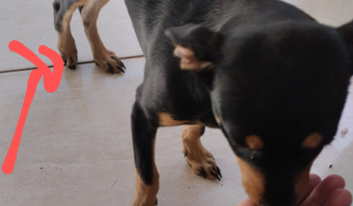 Cirurgia do Neguinho meu Pet