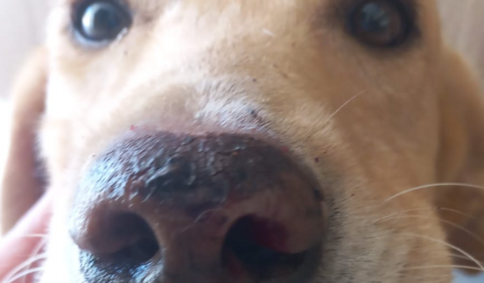 Ajude o meu cachorrinho Mike ;(