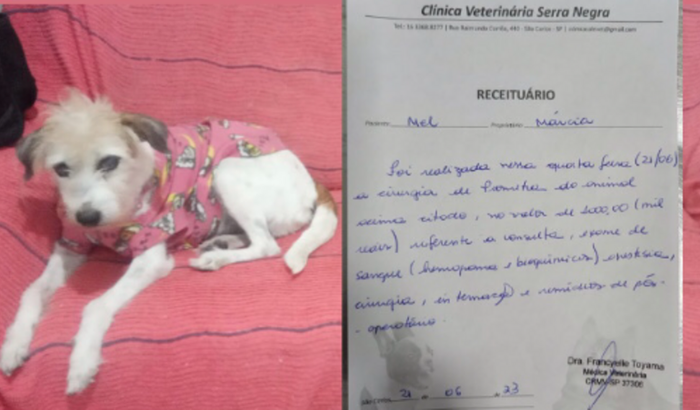 Ajude a Mel 