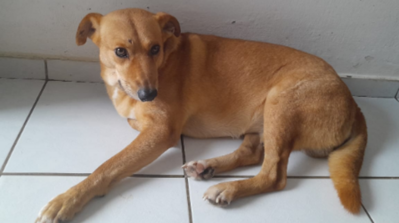 Nos ajude a salvar o Piteco