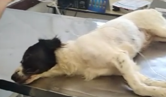 Ajuda no tratamento da minha cachorrinha  pois ela se encontra com problema na cabeça 