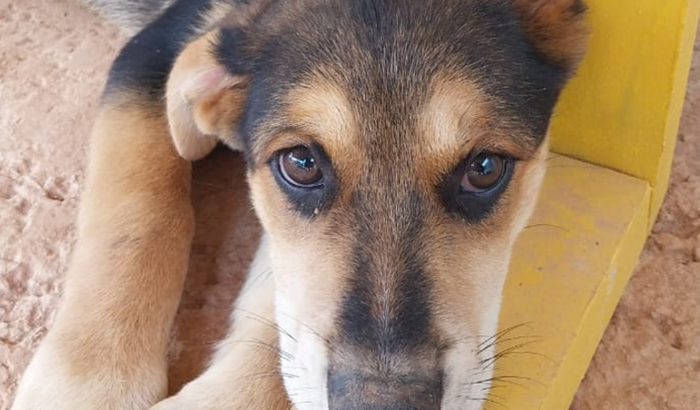 Ajude Nala fazer uma cirurgia no fêmur 