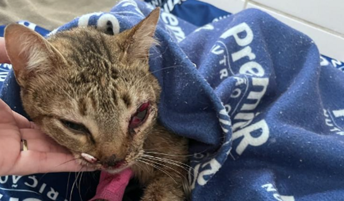 Nos ajude a salvar a vida de uma gatinha de rua atropelada!