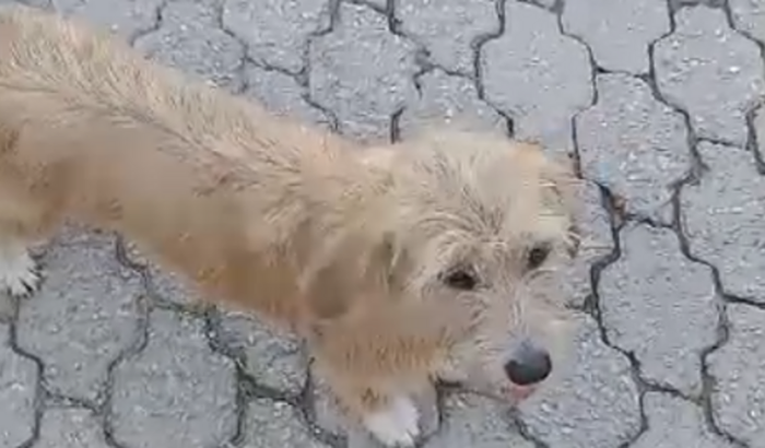 Cirurgia da Estopa, cachorrinha que foi atropelada