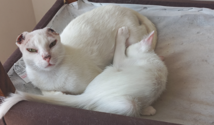 Ajuda para a gatinha com câncer