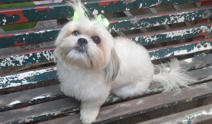 Cirurgia Piometra Belinha