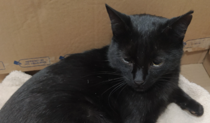 Ajude o T'Challa a cuidar da patinha dele