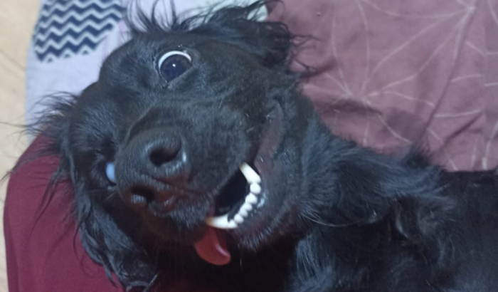 Ajude na viagem do meu cachorro