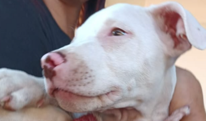 Cirurgia Ortopedica da Pandora