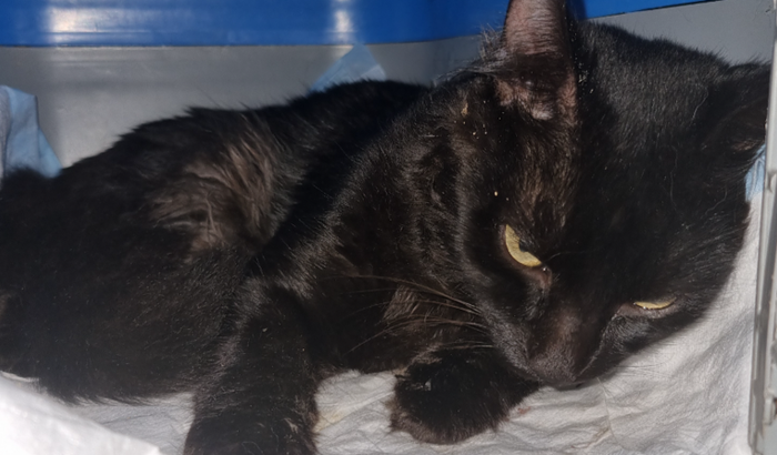 Ajuda para pagar gastos de um gatinho doente abandonado