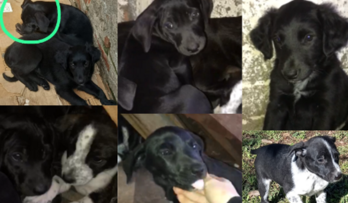 AJUDA PARA FILHOTES COM PARVOVIROSE