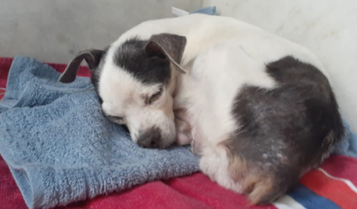 Ajude nos cuidados da Amora Lili
