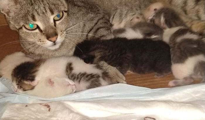 Ajuda para uma gatinha e seus filhotes