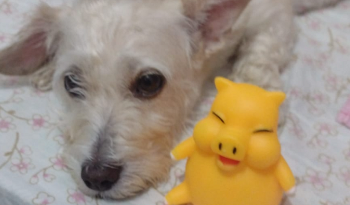 Ajude a Belinha