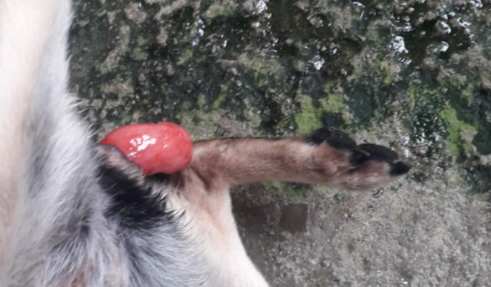 Ajuda solidária em prol de Polly