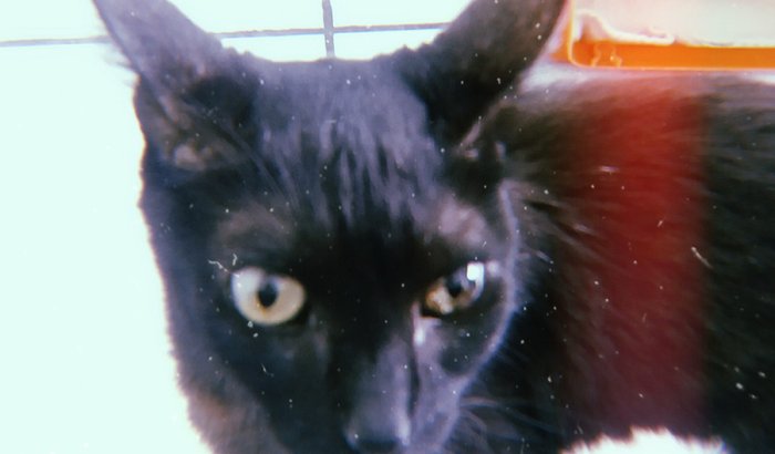 Ajude a pagar o veterinário da Pitty!