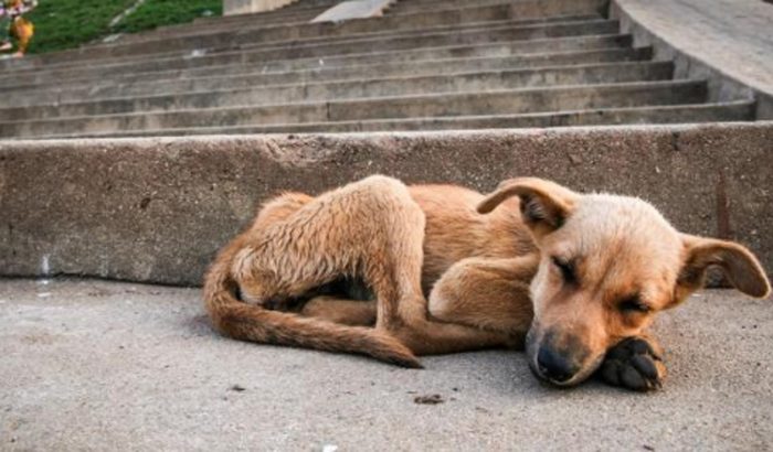 Me ajude a alimentar os  animais abandonados!