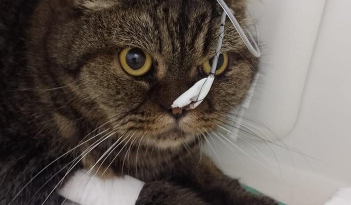 Cirurgia do Gato Galileu