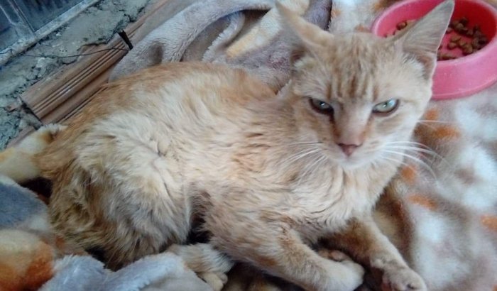 Gatinho abandonado