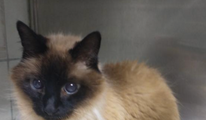 Ajude a pagar a conta veterinária do Liniker