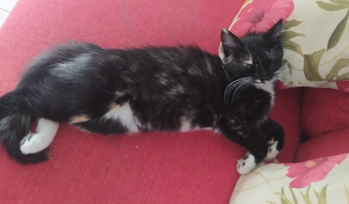 Castre uma Gatinha 