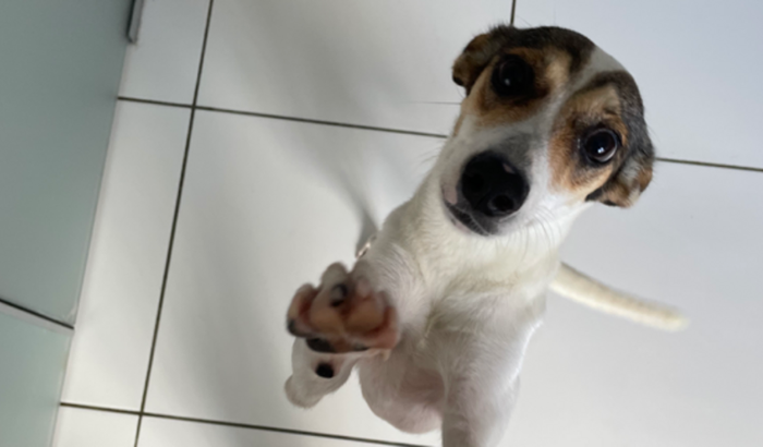 Castração de emergência da Ivy