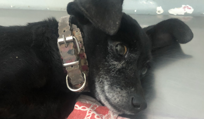 Tratamento da pretinha