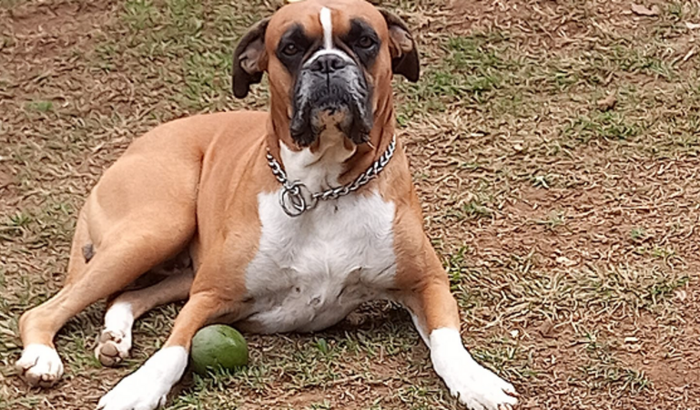 Tratamento Ziggy contra o câncer