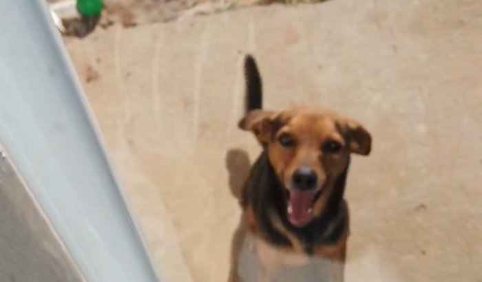 Amputação da patinha do hulck 