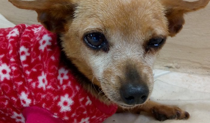 Minha cachorrinha precisa de cirurgia _ Urgente